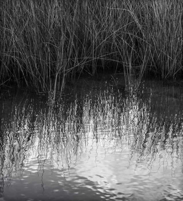 Framed Print : Reflections, Merritt Island National Wildlife Refuge, Titusville, Florida, USA Framed Print : Reflections, Merritt Island National Wildlife Refuge, Titusville, Florida, USA