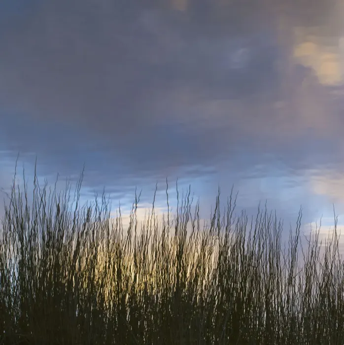 Framed Print : Reflections, Merritt Island National Wildlife Refuge, Titusville, Florida, USA Framed Print : Reflections, Merritt Island National Wildlife Refuge, Titusville, Florida, USA