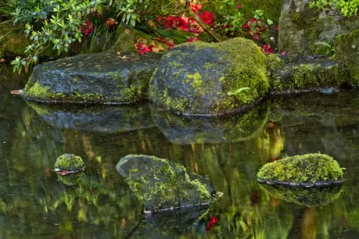 Framed Print : reflections, pond, natural garden, Portland Japanese Garden, Portland, USA Framed Print : reflections, pond, natural garden, Portland Japanese Garden, Portland, USA