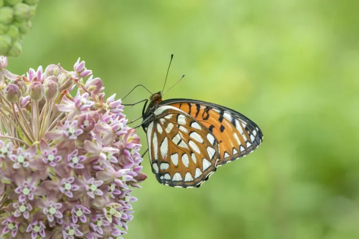 Framed Print : Regal Fritillary (Speyeria idalia) female on Common Milkweed (Asclepias syriaca) Framed Print : Regal Fritillary (Speyeria idalia) female on Common Milkweed (Asclepias syriaca)