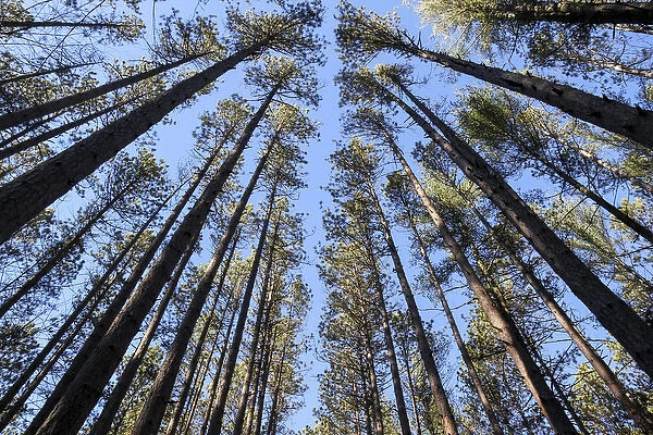 The regularly-spaced trees of the Red Pine Plantation, established in the 1930s