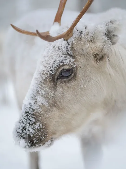 Framed Print : Reindeer covered with snow during the arctic winter. Reindeer Farm near Pyha in Finland north of the polar circle