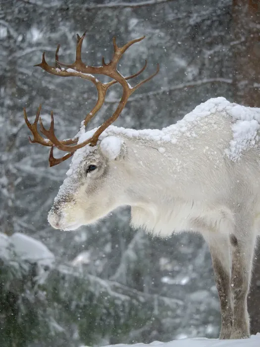 Framed Print : Reindeer covered with snow during the arctic winter. Reindeer Farm near Pyha in Finland north of the polar circle