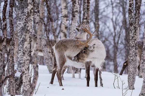 A reindeer, Rangifer tarandus, in a snowy forest. Bardu, Troms, Norway