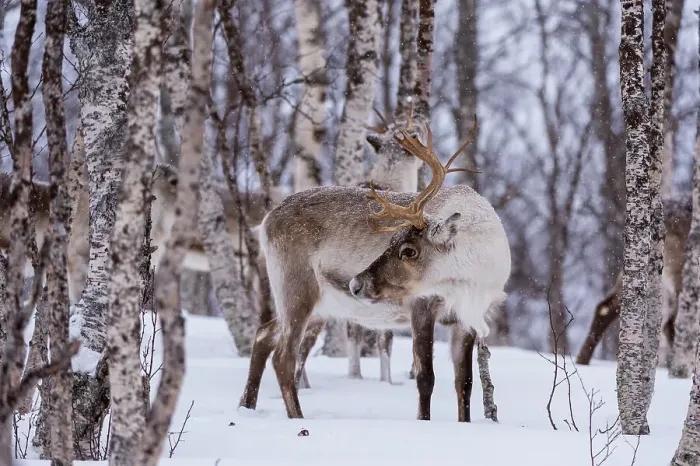 Framed Print : A reindeer, Rangifer tarandus, in a snowy forest. Bardu, Troms, Norway Framed Print : A reindeer, Rangifer tarandus, in a snowy forest. Bardu, Troms, Norway