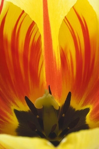 Detail of Rembrandt tulip flower