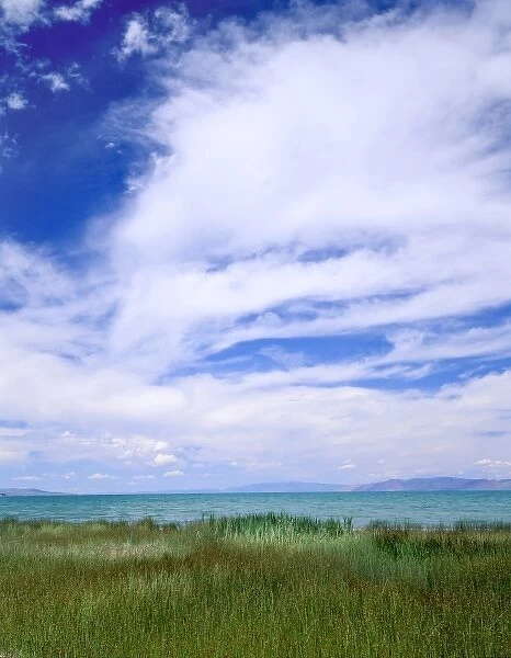 Rendezvous Beach State Park, Utah. USA. Cirrus clouds above sedges & Bear Lake. Rendezvous Beach