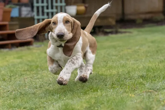 Framed Print : Renton, Washington State, USA. Five month old Basset Hound puppy running in his wet yard