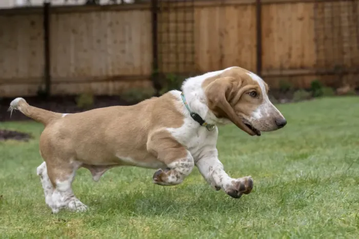 Framed Print : Renton, Washington State, USA. Five month old Basset Hound puppy running in his yard Framed Print : Renton, Washington State, USA. Five month old Basset Hound puppy running in his yard