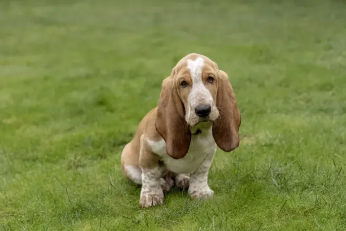 Framed Print : Renton, Washington State, USA. Three month old Basset Hound sitting in his yard. (PR) Framed Print : Renton, Washington State, USA. Three month old Basset Hound sitting in his yard. (PR)