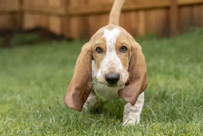 Framed Print : Renton, Washington State, USA. Three month old Basset Hound walking in his yard with Framed Print : Renton, Washington State, USA. Three month old Basset Hound walking in his yard with