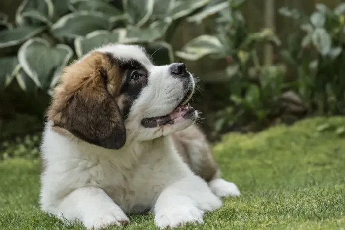 Framed Print : Renton, Washington State, USA. Three month old Saint Bernard puppy anticipating a