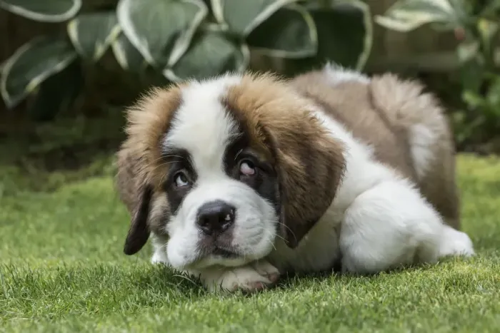 Framed Print : Renton, Washington State, USA. Three month old Saint Bernard puppy with a humorous Framed Print : Renton, Washington State, USA. Three month old Saint Bernard puppy with a humorous