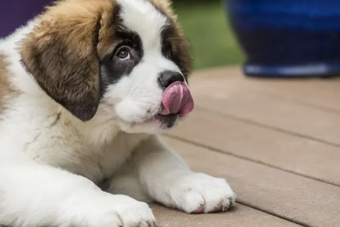 Framed Print : Renton, Washington State, USA. Three month old Saint Bernard puppy licking his lips Framed Print : Renton, Washington State, USA. Three month old Saint Bernard puppy licking his lips