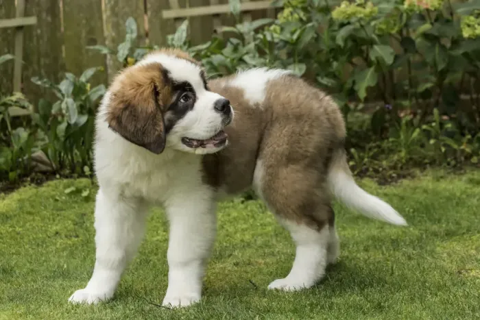 Framed Print : Renton, Washington State, USA. Portrait of a three month old Saint Bernard puppy Framed Print : Renton, Washington State, USA. Portrait of a three month old Saint Bernard puppy