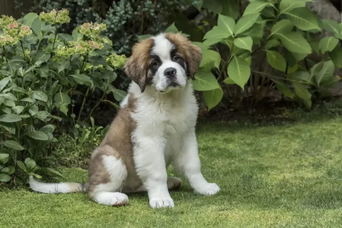 Framed Print : Renton, Washington State, USA. Portrait of a three month old Saint Bernard puppy in his yard