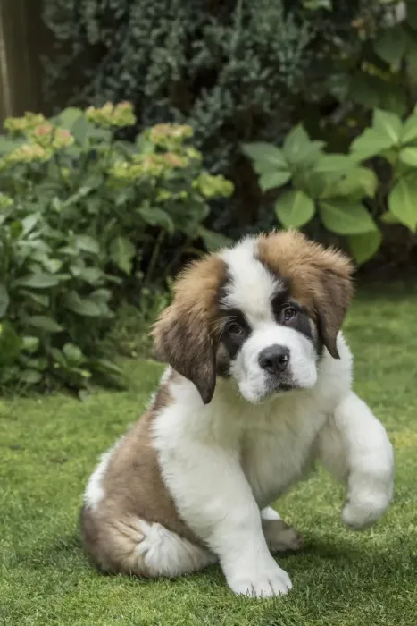 Framed Print : Renton, Washington State, USA. Portrait of a three month old Saint Bernard puppy in his yard Framed Print : Renton, Washington State, USA. Portrait of a three month old Saint Bernard puppy in his yard