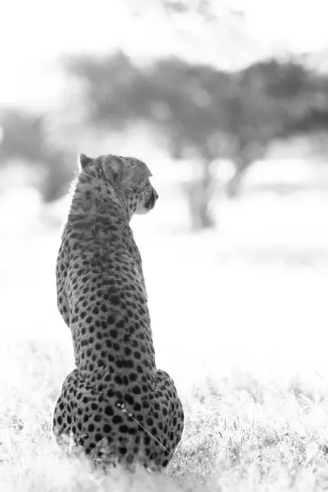 Framed Print : Rescued cheetah, Otjiwarongo in Namibia, Africa Framed Print : Rescued cheetah, Otjiwarongo in Namibia, Africa