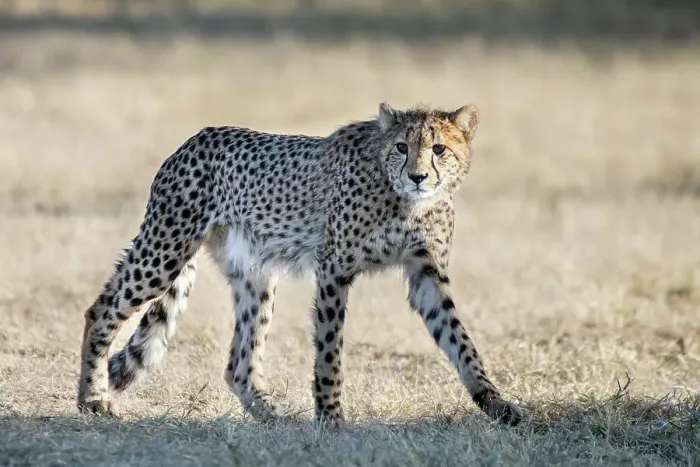 Framed Print : Rescued cheetah, Otjiwarongo in Namibia, Africa