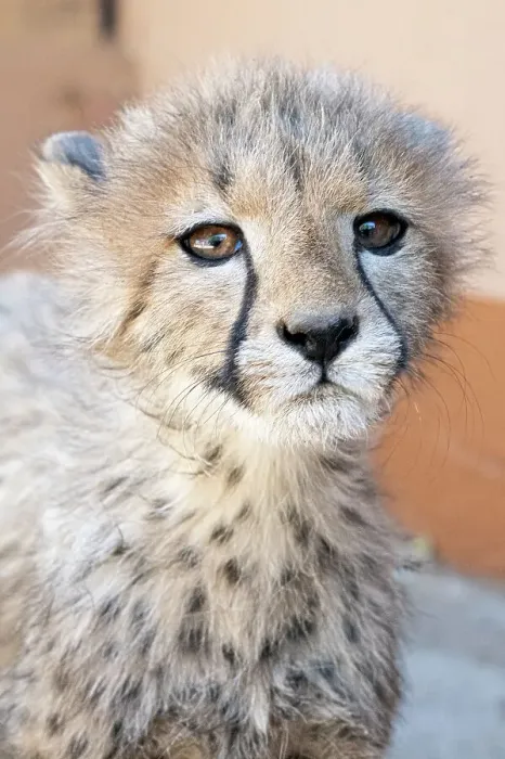 Framed Print : Rescued cheetah, Otjiwarongo in Namibia, Africa