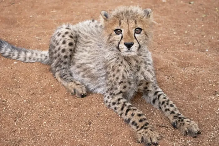 Framed Print : Rescued cheetah, Otjiwarongo in Namibia, Africa