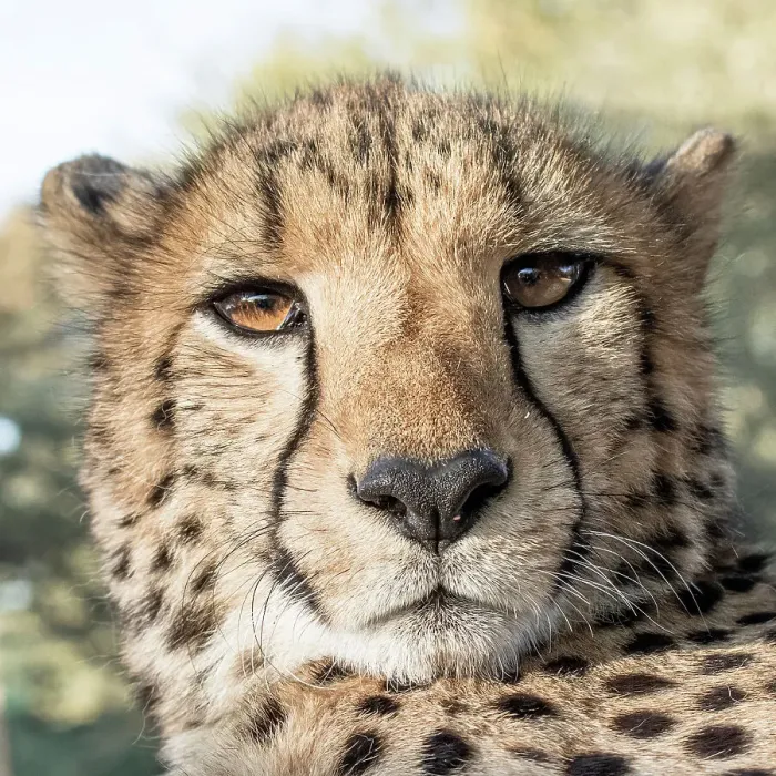 Framed Print : Rescued cheetah, Otjiwarongo in Namibia, Africa Framed Print : Rescued cheetah, Otjiwarongo in Namibia, Africa