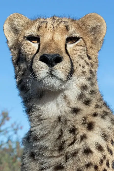 Framed Print : Rescued cheetah, Otjiwarongo in Namibia, Africa
