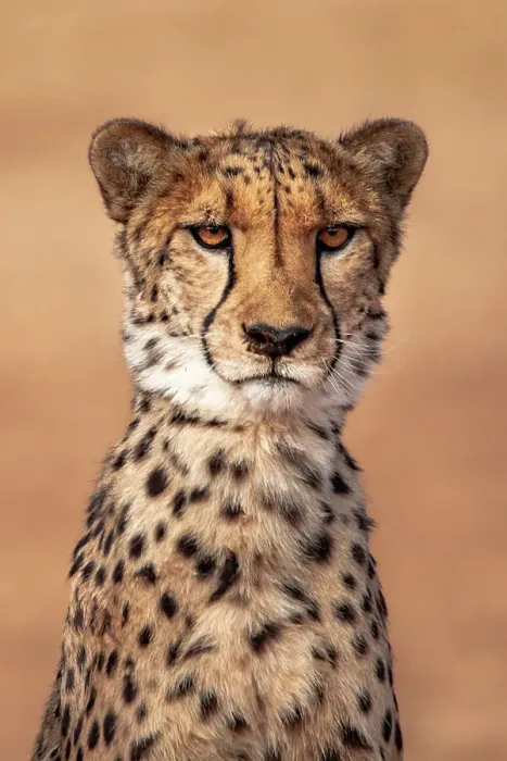 Framed Print : Rescued cheetah, Otjiwarongo in Namibia, Africa