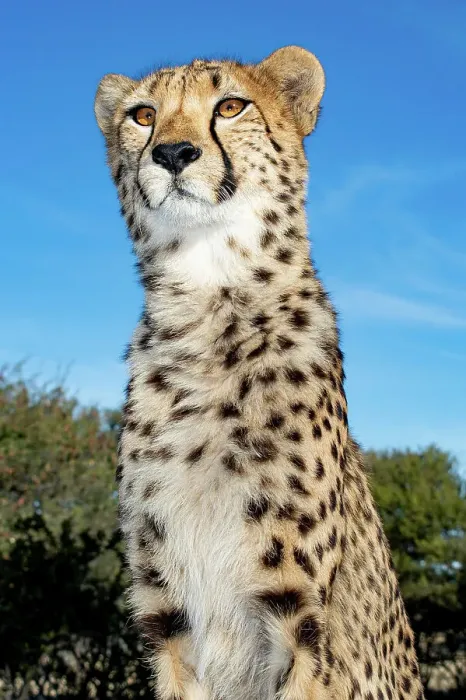 Framed Print : Rescued cheetah, Otjiwarongo in Namibia, Africa
