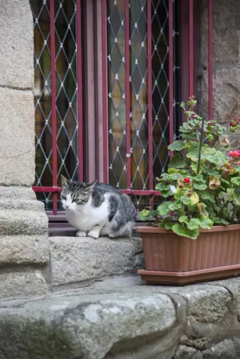 Framed Print : In a residential section of Auray, France, I captured a cat perched on a windowsill Framed Print : In a residential section of Auray, France, I captured a cat perched on a windowsill