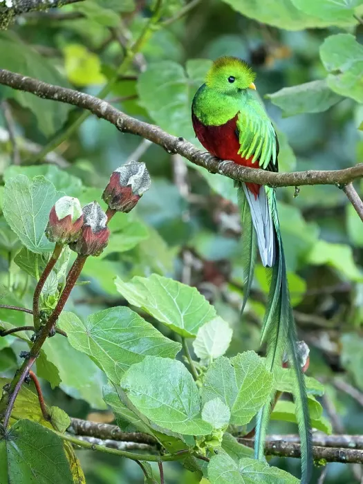 Framed Print : Resplendent quetzal, Costa Rica