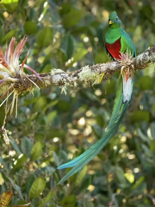 Framed Print : Resplendent quetzal, Costa Rica Framed Print : Resplendent quetzal, Costa Rica
