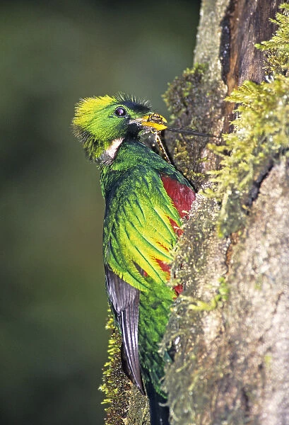 06. Resplendent Quetzal Pharomachrus mocinno