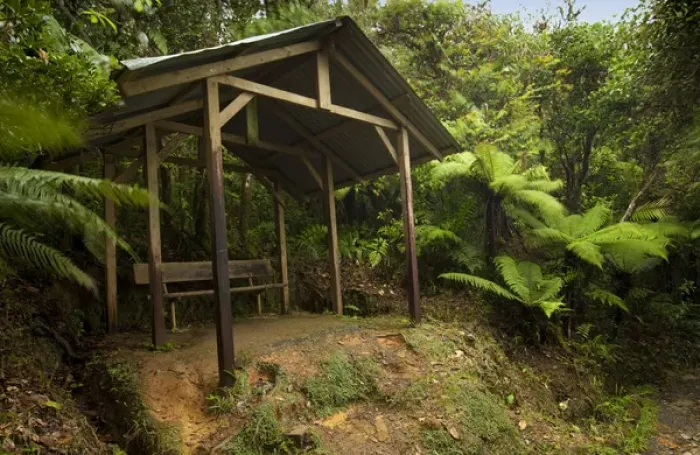 Framed Print : Rest area on Mt Britton Spur trail, El Yunque NF, Puerto Rico Framed Print : Rest area on Mt Britton Spur trail, El Yunque NF, Puerto Rico