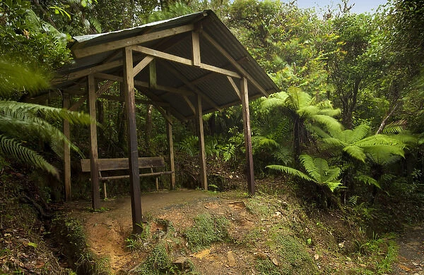 Rest area on Mt Britton Spur trail, El Yunque NF, Puerto Rico