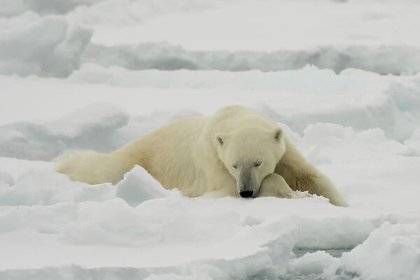 A resting polar bear, Ursus maritimus. North polar ice cap, Arctic Ocean
