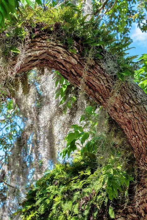 Framed Print : Resurrection fern on a live oak tree