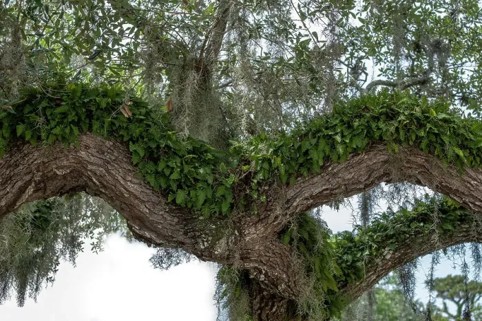 Framed Print : Resurrection fern on a live oak tree