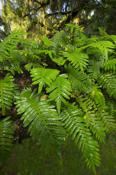 Resurrection fern, Pleopeltis polypodioides, Florida