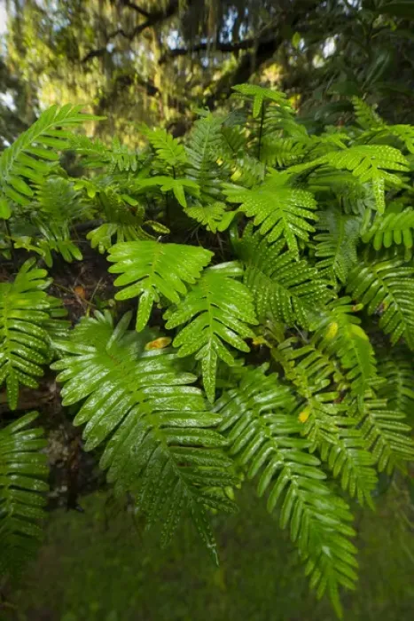 Framed Print : Resurrection fern, Pleopeltis polypodioides, Florida