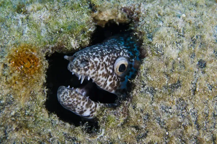 Framed Print : Reticulate Moray (Muraena retifera) BONAIRE, Netherlands Antilles, Caribbean Framed Print : Reticulate Moray (Muraena retifera) BONAIRE, Netherlands Antilles, Caribbean