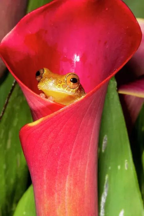 Framed Print : Reticulated clown tree frog resting in calla lily