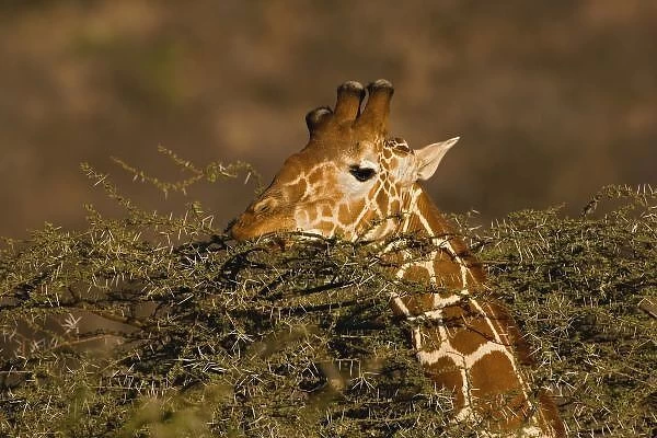Reticulated Giraffe, Giraffe camelopardalis reticulata, Samburu Game Reserve, Kenya