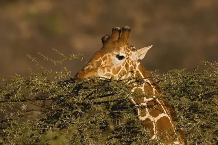 Framed Print : Reticulated Giraffe, Giraffe camelopardalis reticulata, Samburu Game Reserve, Kenya