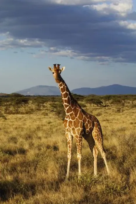 Framed Print : Reticulated Giraffe, Giraffe camelopardalis reticulata, Samburu Game Reserve, Kenya