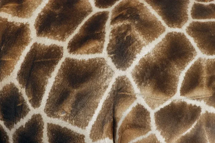 Framed Print : Reticulated giraffe. Masai Mara, Kenya, Africa Framed Print : Reticulated giraffe. Masai Mara, Kenya, Africa