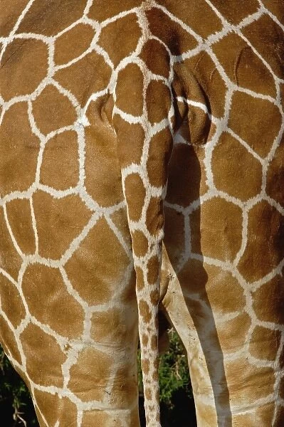 Reticulated Giraffe skin pattern on rear end, Giraffe camelopardalis reticulata