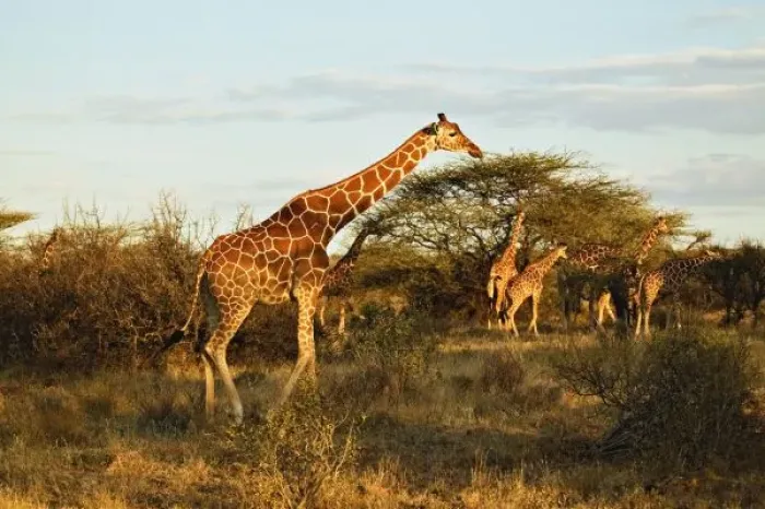 Framed Print : Reticulated Giraffes, Giraffe camelopardalis reticulata, Samburu Game Reserve, Kenya Framed Print : Reticulated Giraffes, Giraffe camelopardalis reticulata, Samburu Game Reserve, Kenya