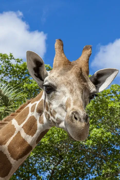 Framed Print : A reticulated giraffes height gives it a downward glance Framed Print : A reticulated giraffes height gives it a downward glance