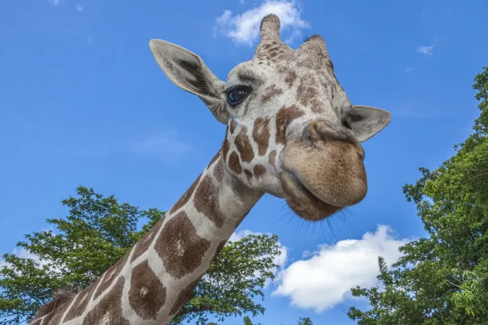 Framed Print : A reticulated giraffes height gives it a downward glance Framed Print : A reticulated giraffes height gives it a downward glance